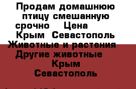 Продам домашнюю птицу смешанную срочно. › Цена ­ 200 - Крым, Севастополь Животные и растения » Другие животные   . Крым,Севастополь